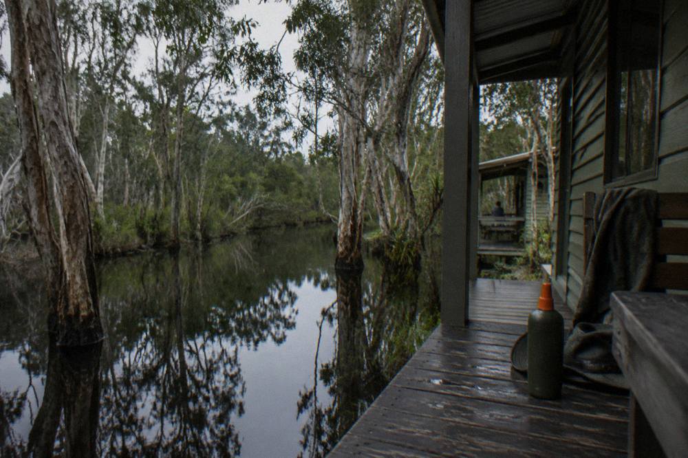 Calm dark water between paperbark trunks on the upper Noosa River at soft light
