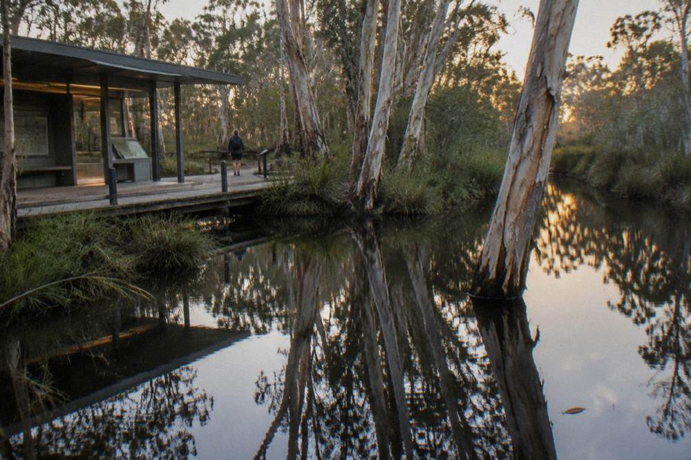 Paperbark trees reflected in still dark river water at the edge of a narrow channel