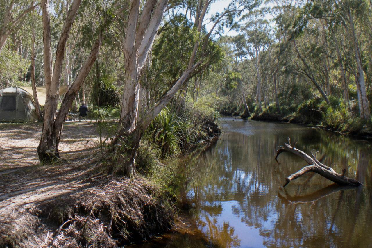 A narrow tannin-dark river winding between paperbark trees in the upper Noosa River