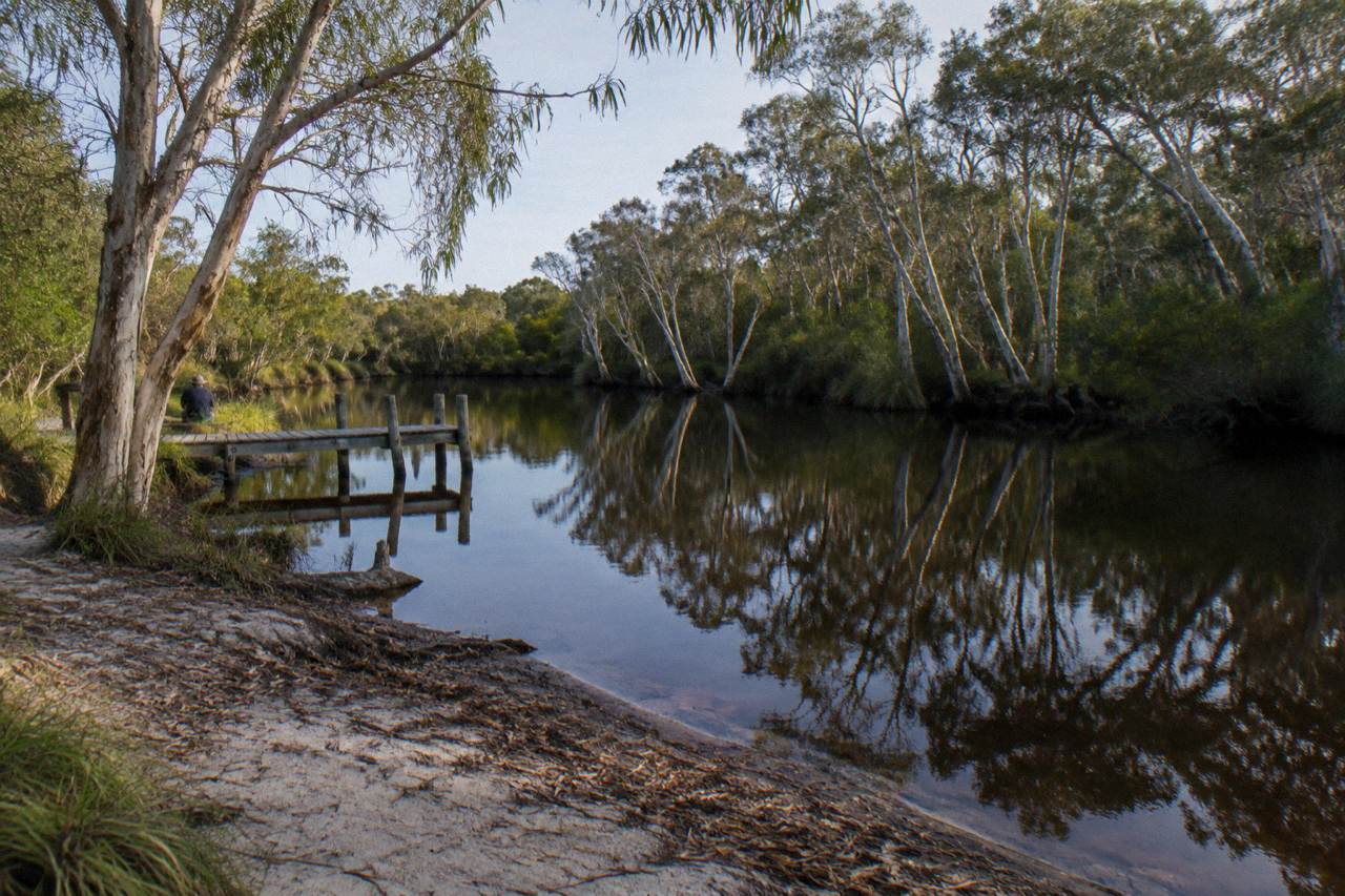 Calm tannin-brown river reflecting paperbark trees along a quiet waterway