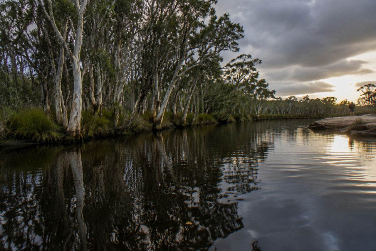 Calm tannin-dark river reflecting paperbark trees along the upper Noosa River