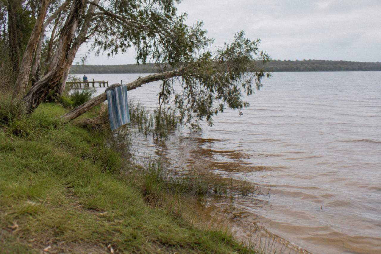 Calm tannin coloured water of Lake Cootharaba beside grassy banks at Boreen Point