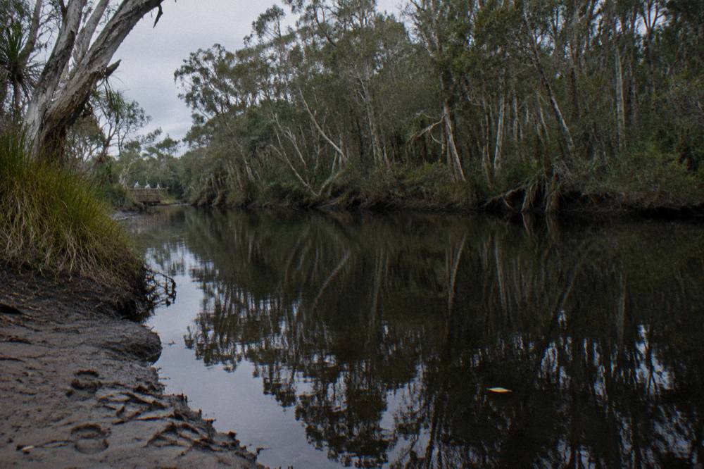 Still dark river water reflecting a paperbark forest on a calm morning