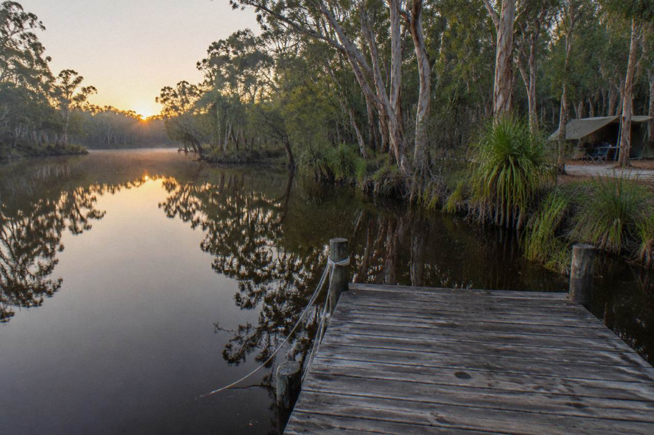 Calm tannin-dark river reflecting paperbark forest along the upper Noosa River