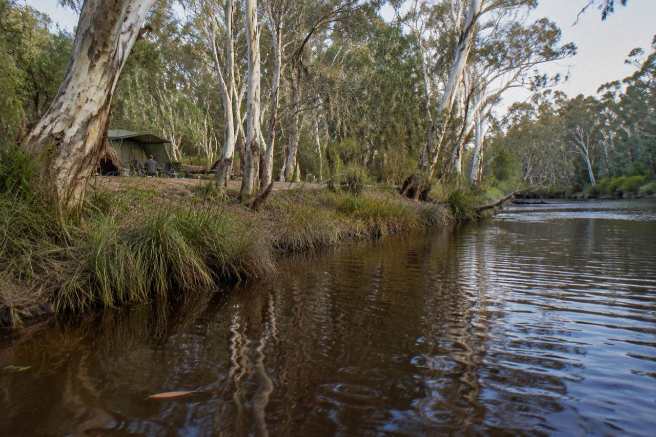 Calm tannin-coloured river reflecting paperbark trees along the upper Noosa River