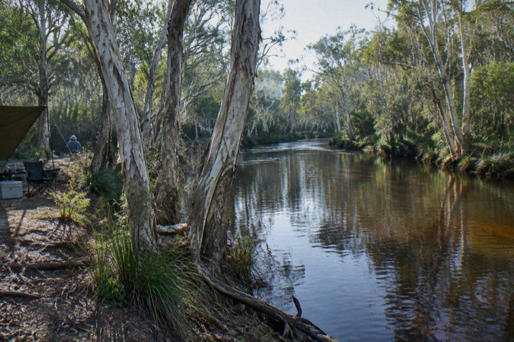 Dark tannin river winding between tall paperbark trees on the upper Noosa River