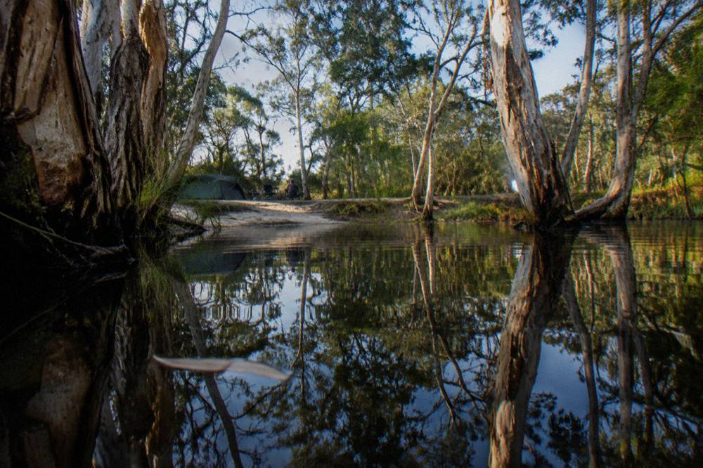 Still black water between paperbark trunks with trees reflected on the surface