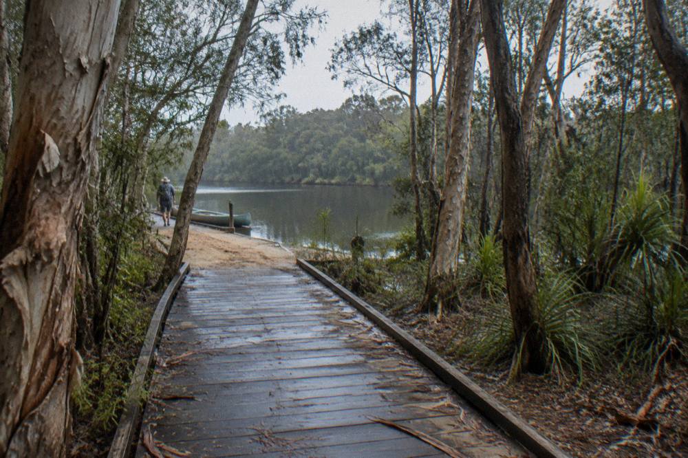 Wooden boardwalk through paperbark forest leading toward a calm dark river