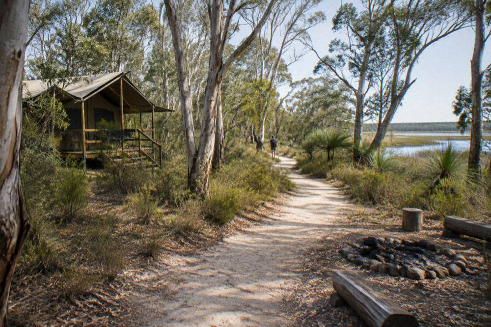 Open eucalypt woodland with a sandy walking track curving between low heath shrubs
