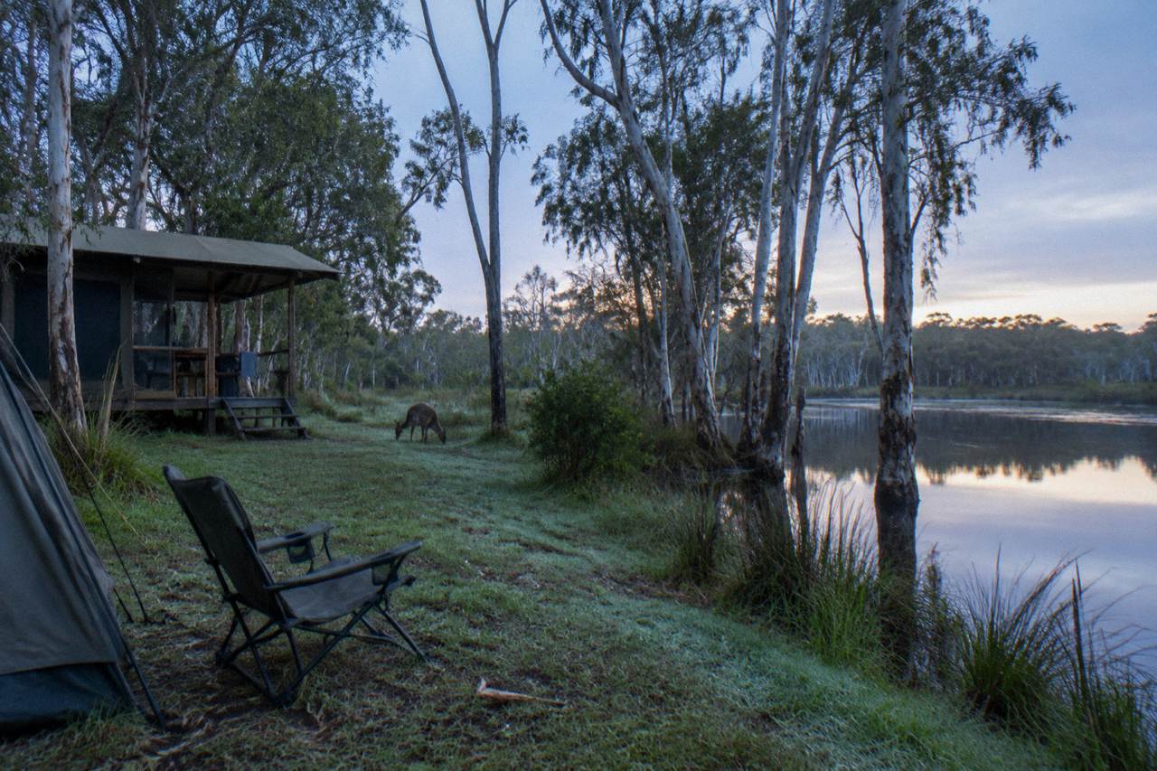 Grassy riverbank with tall paperbark trees reflected in dark tannin water at dawn