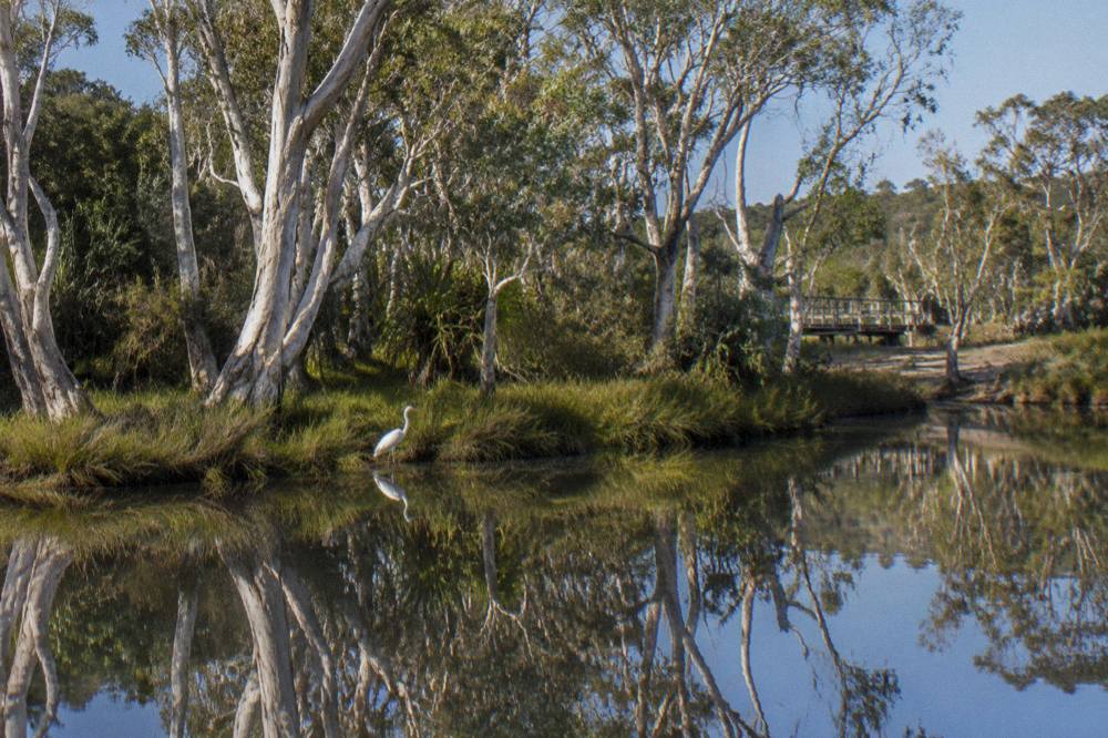 Mirror still tannin water reflecting paperbark trunks along a narrow river channel