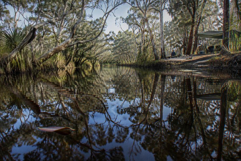 Dark tannin river water mirroring paperbark trees along a narrow channel