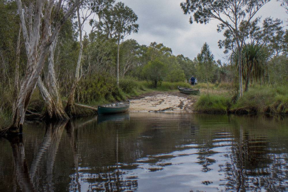 Dark tannin river between paperbark trunks with a small grassy bank landing