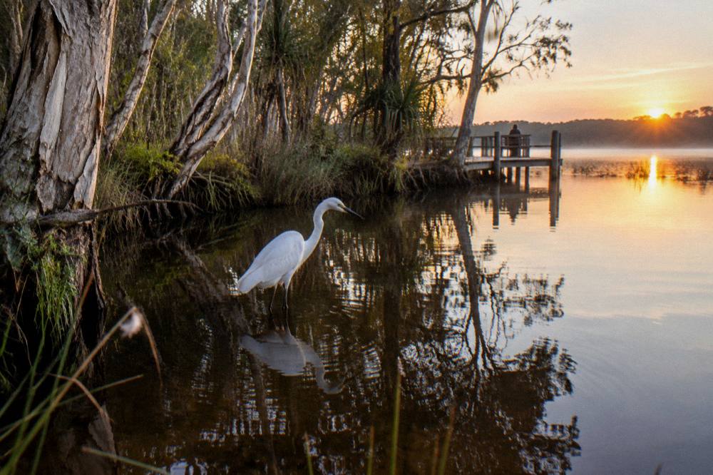 Egret standing in shallow dark water at the edge of paperbark forest