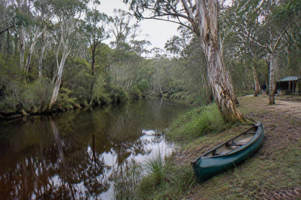 A calm tannin-dark river winding between paperbark trees with mirror reflections