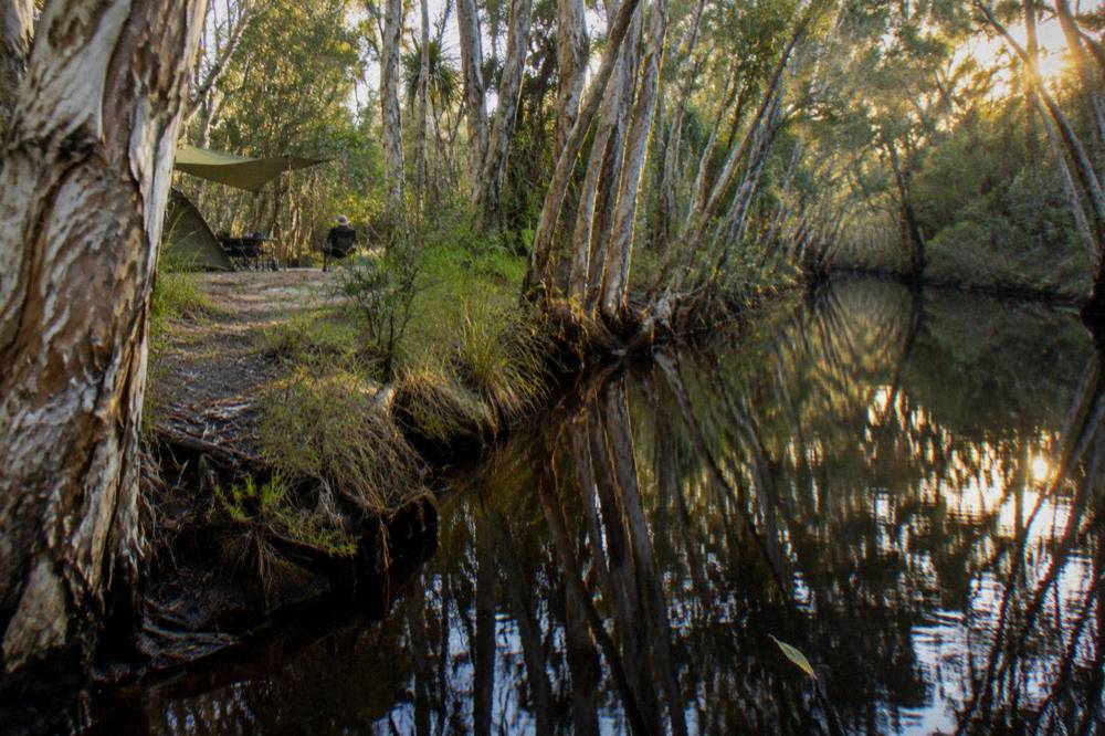 Paperbark trunks reflected in still dark water along a narrow river channel