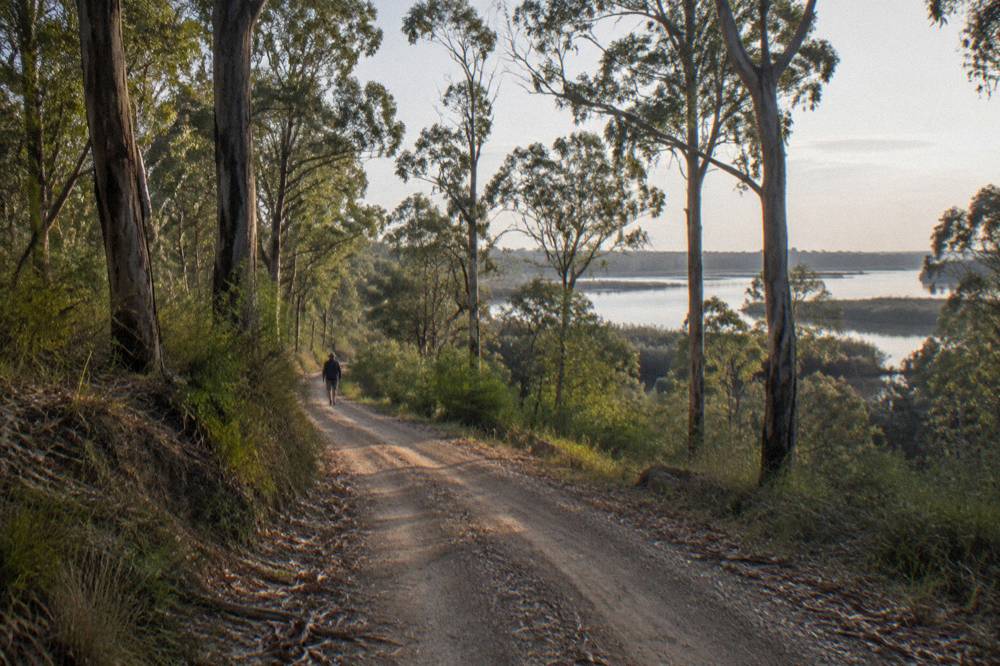 Gravel four-wheel-drive track winding through tall eucalypt forest with soft morning light