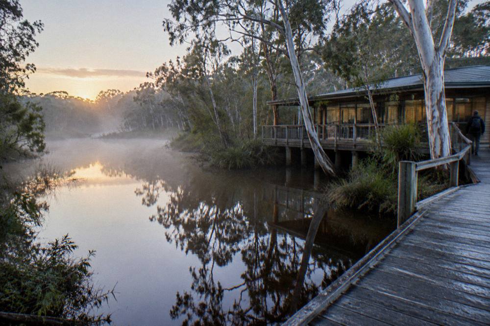 Morning mist over a calm tannin river with paperbark forest reflected on the water surface