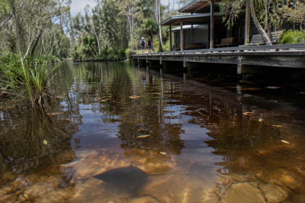 Stingray gliding over pale sand beneath dark tannin water near a timber boardwalk