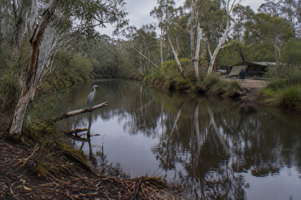 Dark tannin river water reflecting paperbark trees along a quiet upper Noosa River stretch