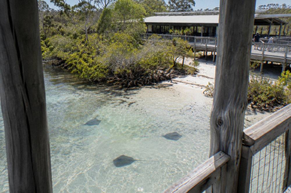 A wooden boardwalk information centre beside calm tannin water with forest reflections