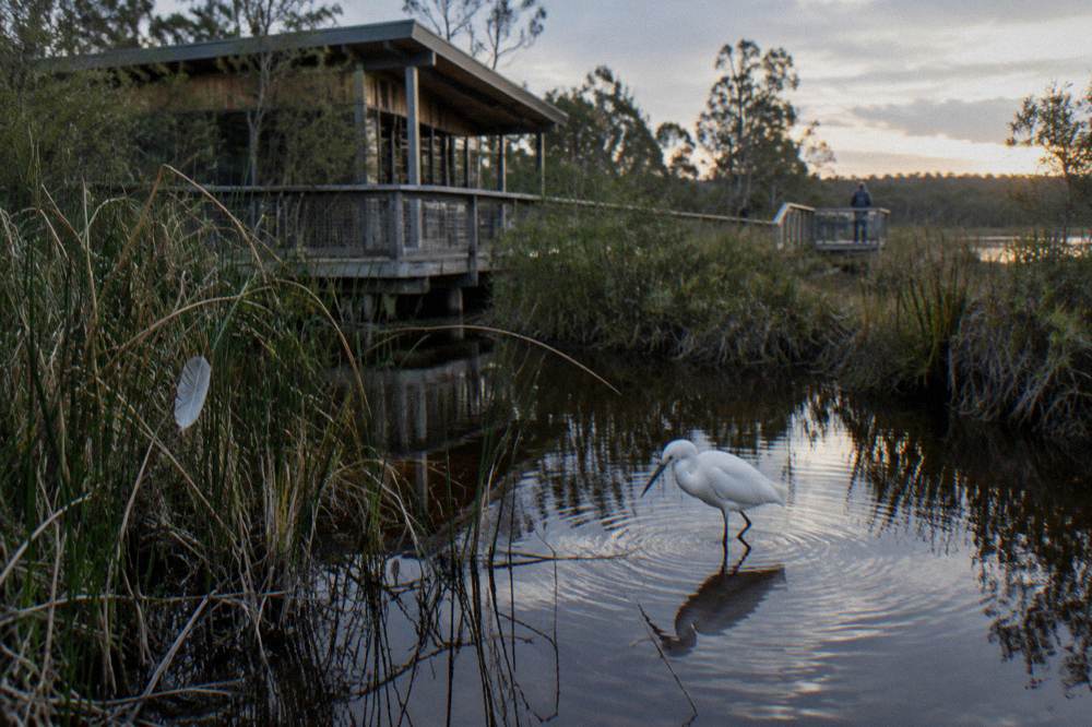 Egret standing in shallow dark water beside reeds at the river edge
