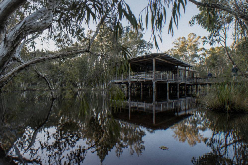 Dark tannin water of the upper Noosa River reflecting paperbark trunks and overhanging branches