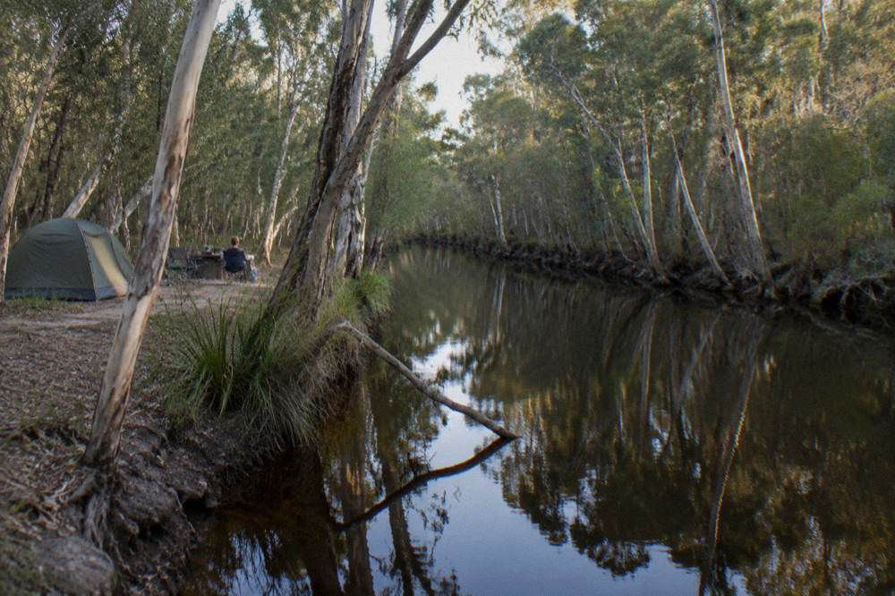 Calm dark river water between dense paperbark forest on both banks under a clear sky