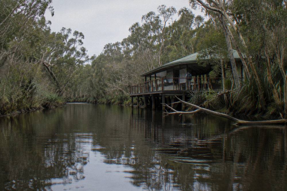 Dark reflective river water between dense paperbark forest on the upper Noosa River