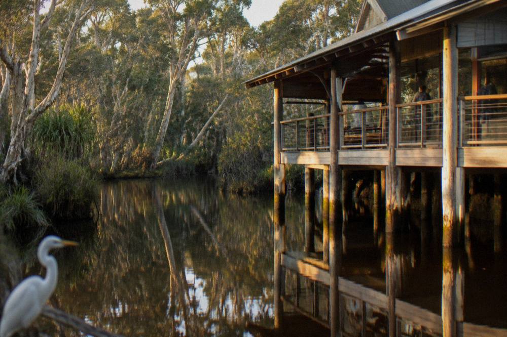 Still tannin water reflecting a dense paperbark forest along the upper Noosa River at first light