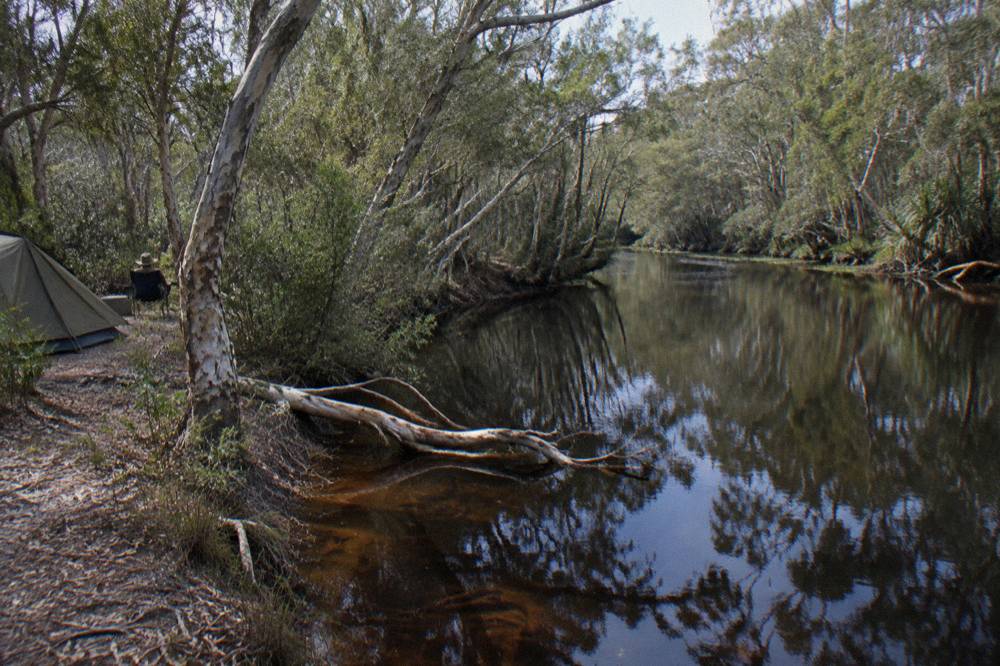 A quiet bend of the upper Noosa River with dark water and a closed in paperbark canopy