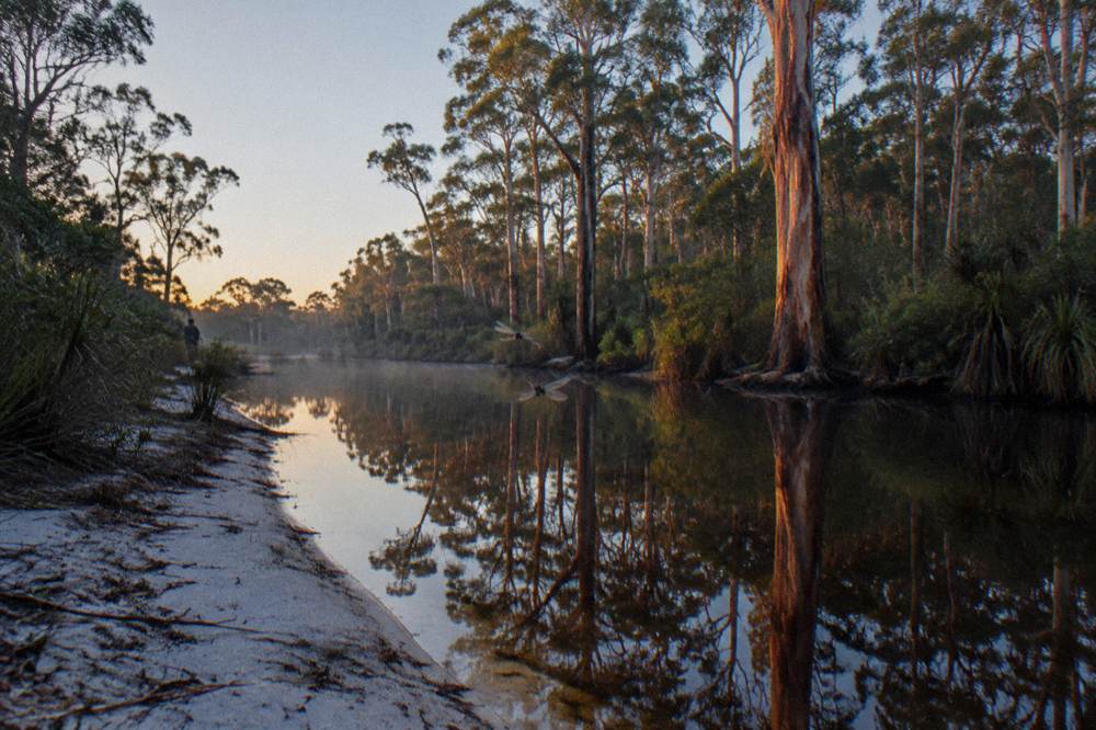 Morning light on a tannin stained river channel with reflections of tall bloodwood trees
