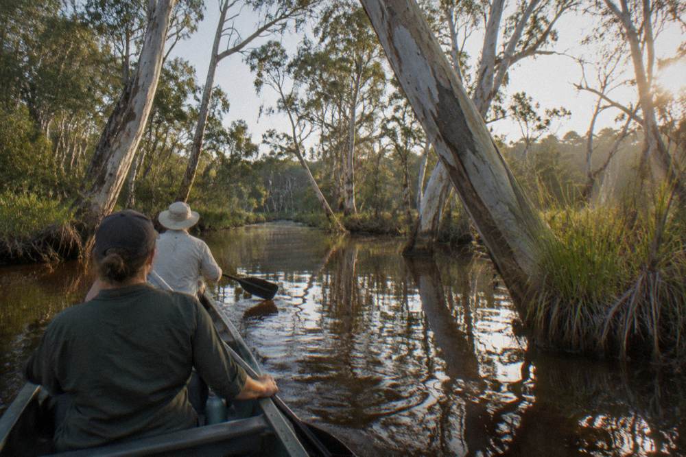 Canoeists paddling a narrow tannin creek between tall paperbark trees