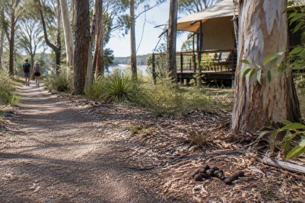 Open eucalypt woodland with tall gum trees along a dirt walking track