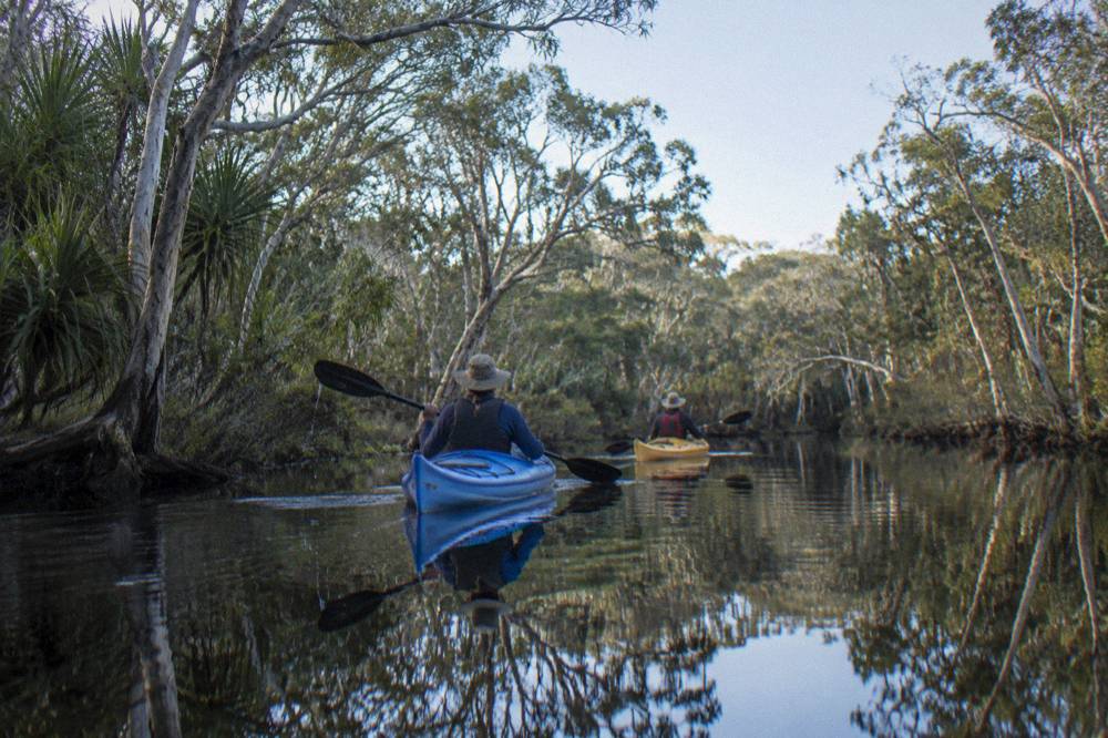 Kayaks gliding through dark reflective water lined with paperbark trees and dense green forest